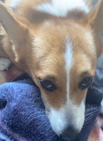 Pembroke Welsh Corgi – Nami (Corgi) For Sale