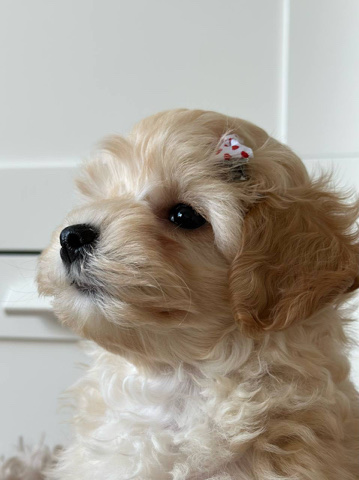Maltese – Maltipoo
