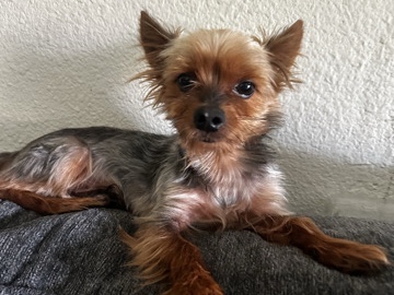 Yorkshire Terrier – Yorkie – Olathe
