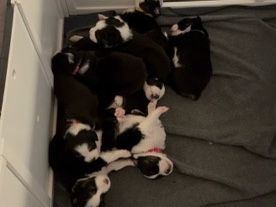 Image of Miniature American Shepherd