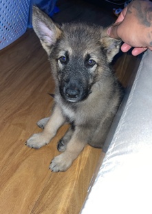 German Shepherd – German Shepard/ husky