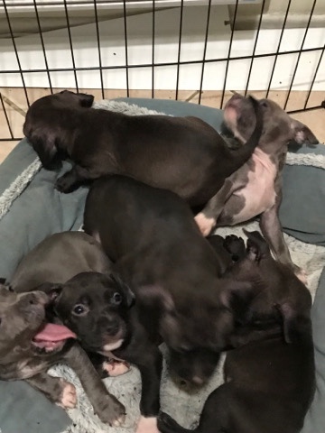 American Pit Bull Terrier – 6 Boys Avalaible for New Home !