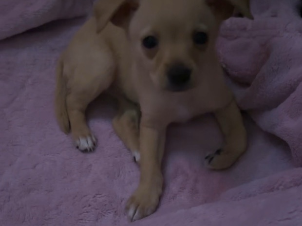 Chihuahua – chihuahua looking for a home! – Las Vegas