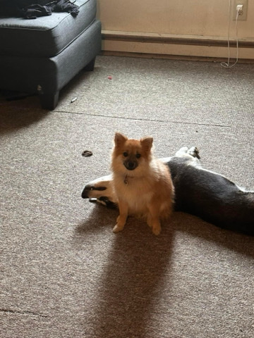 Pomeranian – selling my dog
