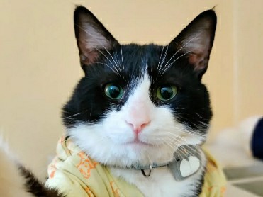 Sweet and adorable Tuxedo Cat – Riyadh📍 – Riyadh