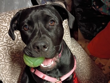 Labrador Retriever – Friendly 14-Month-Old Female Labrador Retriever in Santa Ana – Santa Ana