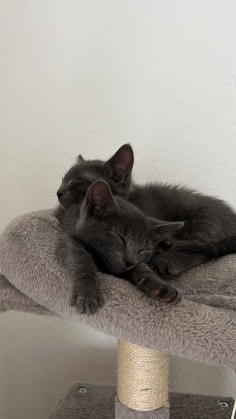 Russisch Blau Kätzchen