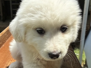 Great Pyrenees Puppies 