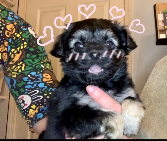American Eskimo Dog – one month old puppies looking for new home