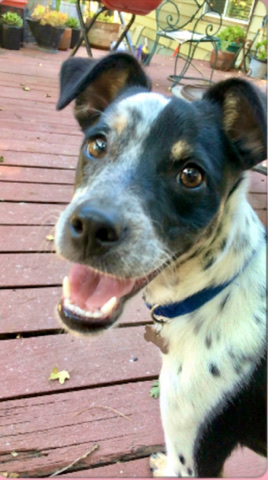 Rat Terrier – Free to good home