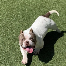 Toy Bulldog – American Micro Bully