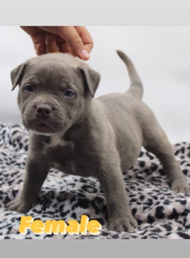XL American bullies puppies