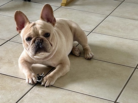 French Bulldog – French Bulldog – Hialeah