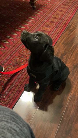 Labrador Retriever – Full Breed Black Lab