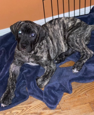 Boerboel – 10 week old Male boerboel