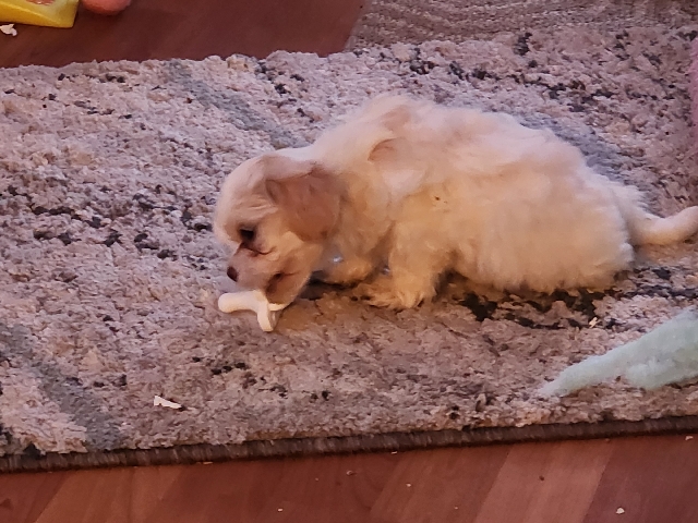 Maltese – Maltese Shit zu puppies – Ecatepec de Morelos