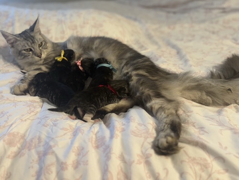 Maine Coon - Mainecoon  Kittens available for adoption in Montgomery Village