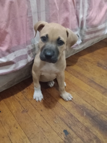 American Pit Bull Terrier – Baby pit