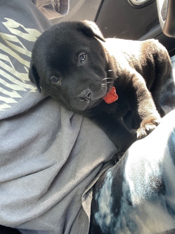 Shar Pei – bull-pei (Papa Bear)