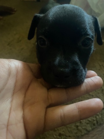 American Pit Bull Terrier – female pitbull puppy