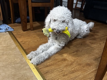 Labordoodle