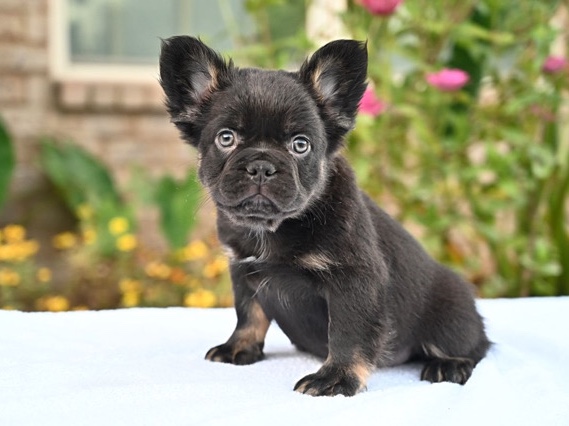 French Bulldog – Puppies turning out nice and healthy, getting there wait Up! Chocolate and tan male, he's playful, smart and full of energy. He's looking for his forever home. The older he gets the better he becomes. – San Diego