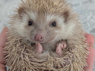 Hedgehog – Baby Girl Hedgehog Quinlan – Cincinnati