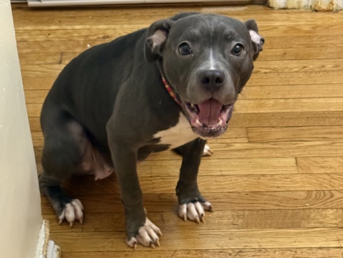DOG FOR SALE !!!! – New York