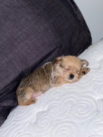Shih Tzu – Shih tzu/ Maltese