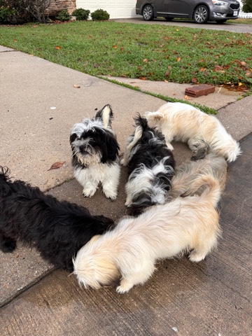 Shih Tzu – puppies
