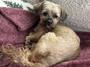 Yorkshire Terrier – Rehoming Yorkie Mix