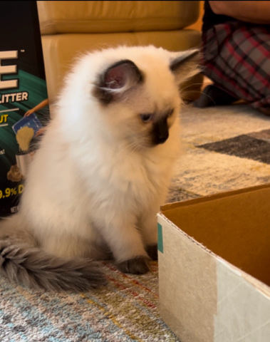 Ragdoll – Three month M Ragdoll kitten
