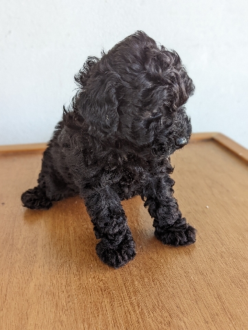 Poodle – Miniature Poodles