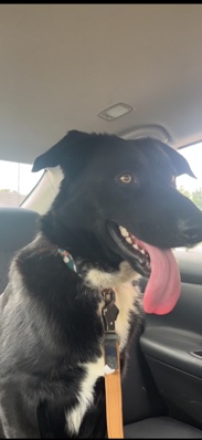 Border Collie – Getting evicted and need a loving home for this sweet boy