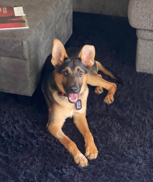 German Shepherd – German Shepherd Lab for sale