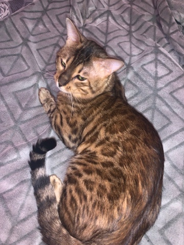 Bengal – 1.5 Bengal Cat
