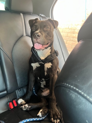 American Pit Bull Terrier – full breed pitbull