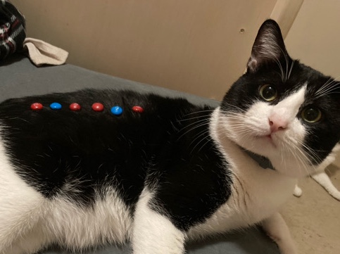 American Bobtail – unable to care for him anymore