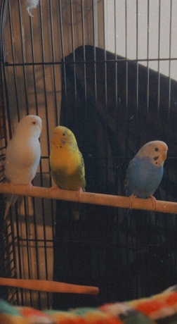 Indian Ringneck Parakeet – birds