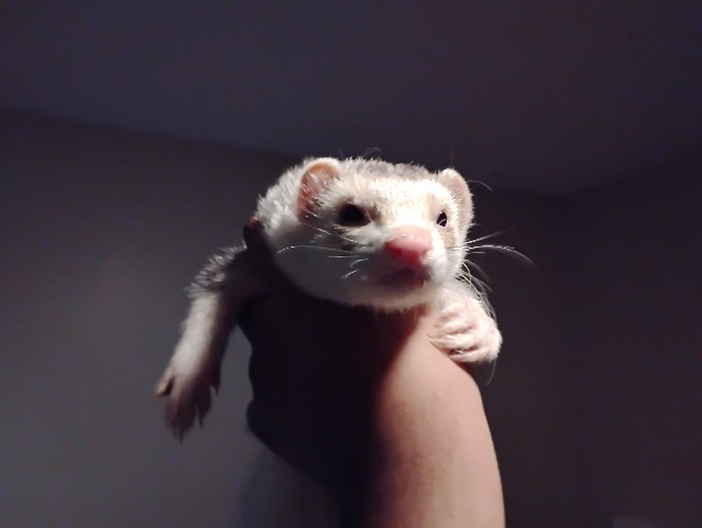 Male and female ferret