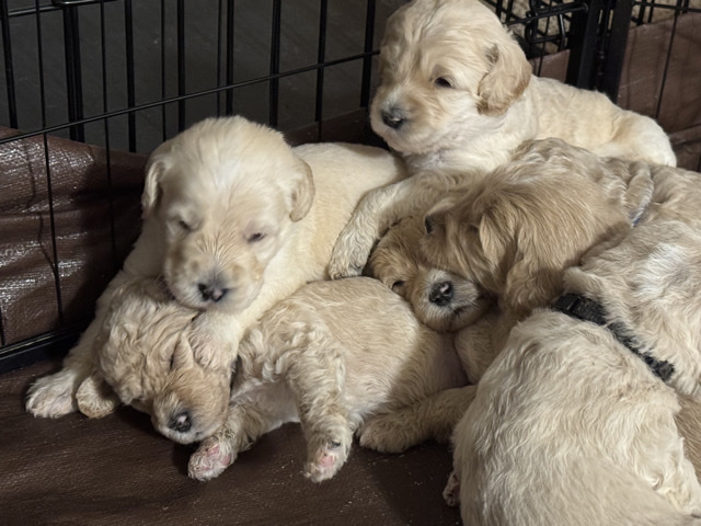 Labradoodle – Standard Labradoodles – Houston