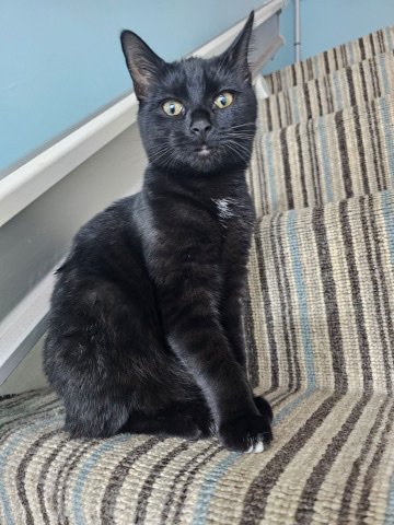 British Shorthair – kitten