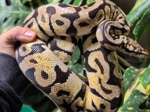 Ball Python – spotnose pastel 66% clown – St. Clair Shores