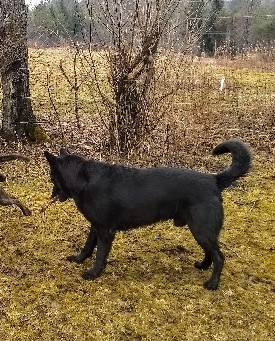AKC registered black German shepherd puppies