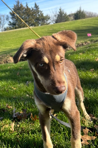 Labrador Husky – 6 month old pup