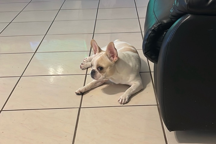 French bulldog