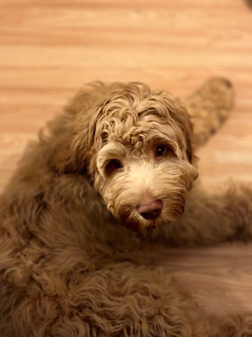 F1 cockapoo ( apricot )