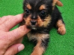 Yorkshire Terrier – Yorkshire Terrier – La Carlota
