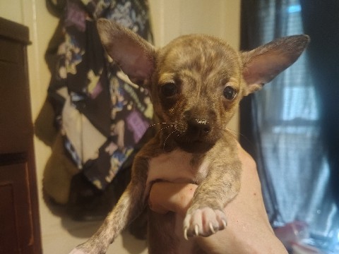 Chihuahua – Lil Deymein – Vineland