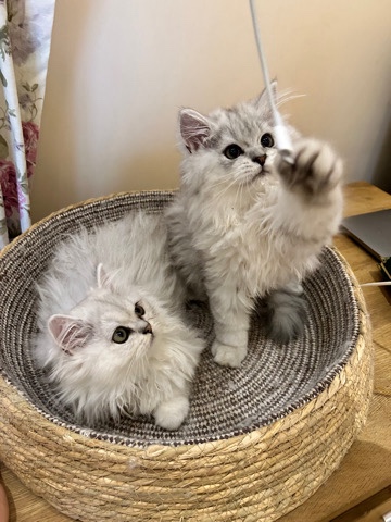 Persian (Modern) – persian kittens for sale